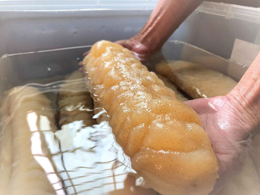 Processing Sea Cucumber